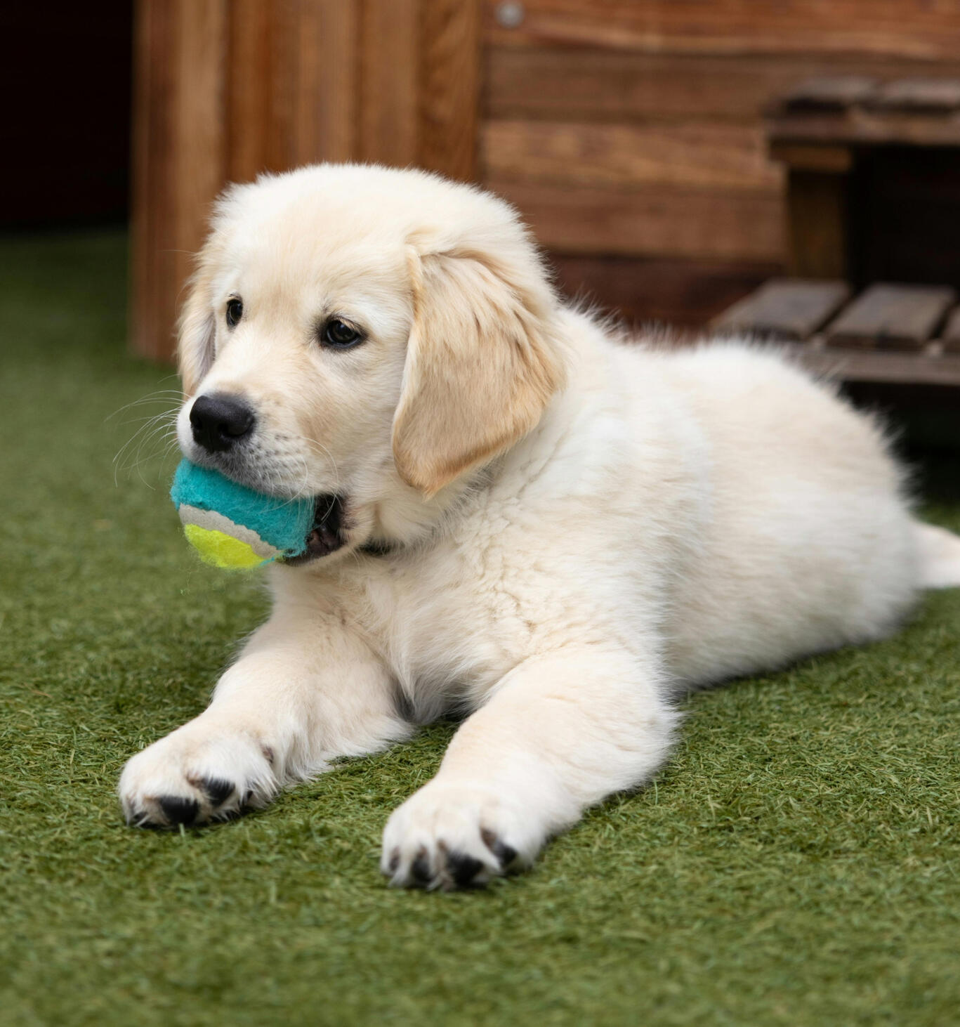 Puppy Pre-School