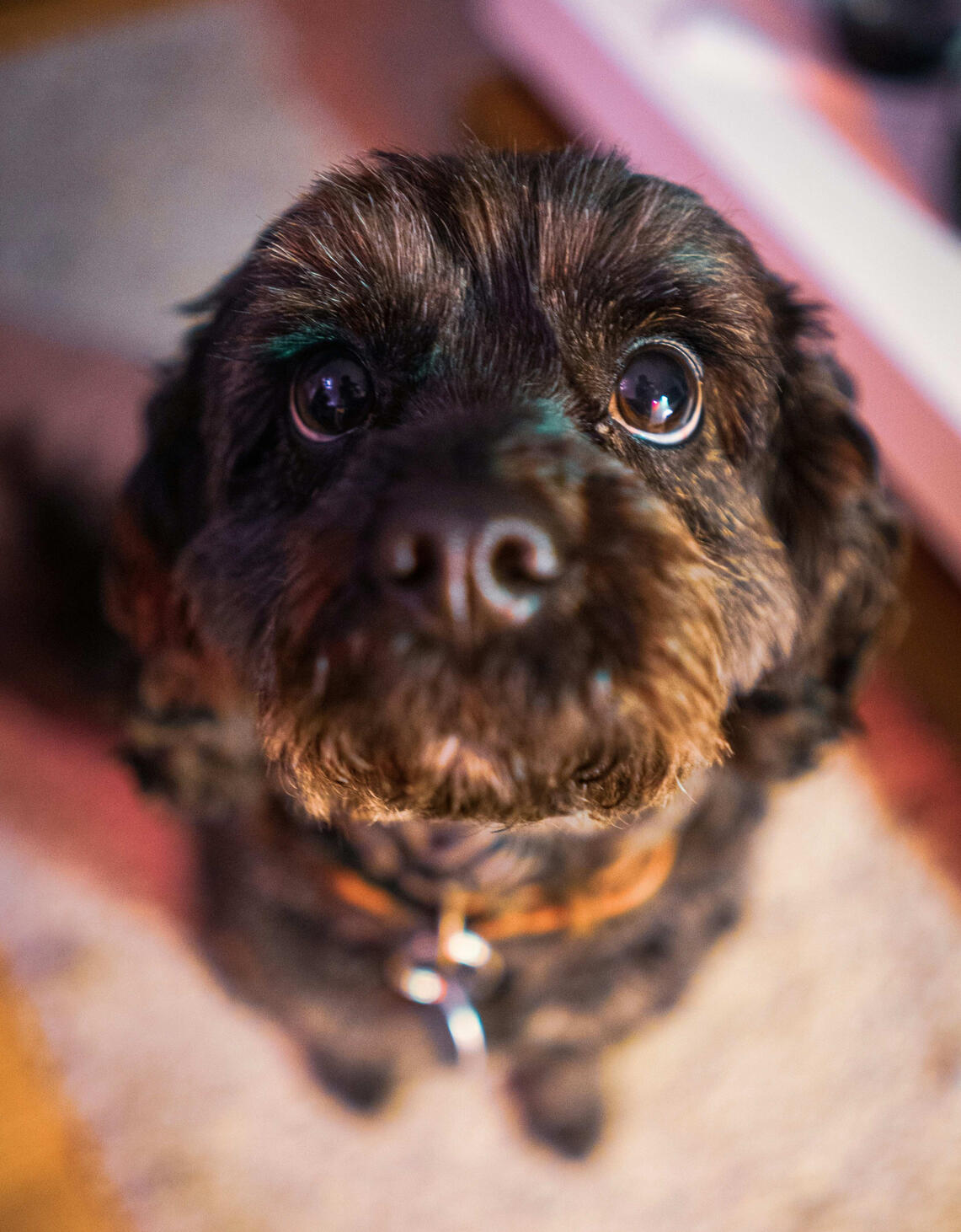Junior Puppy